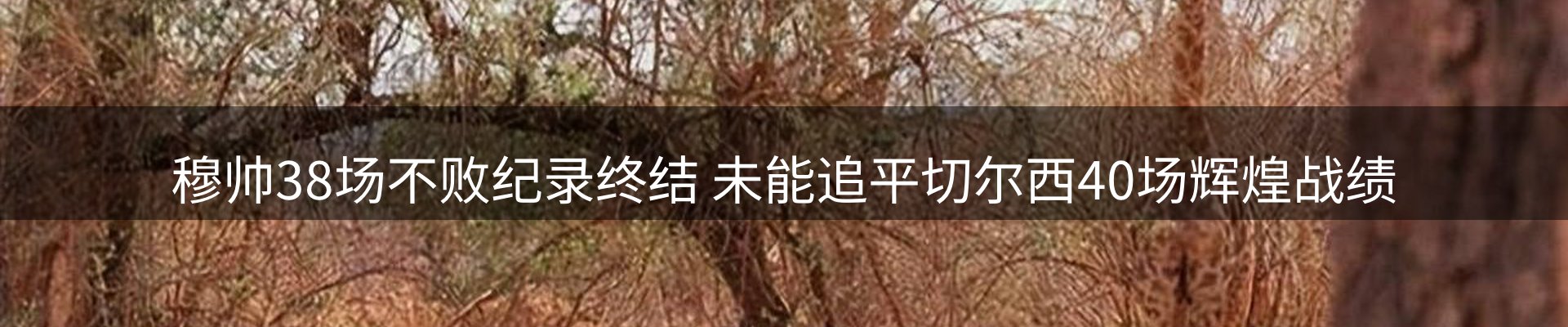 焦点简报